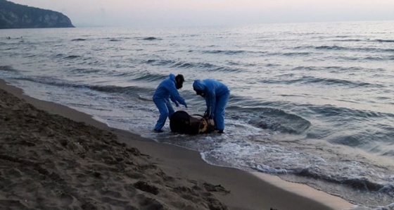 Sahile vuran varil ekipleri alarma geçirdi