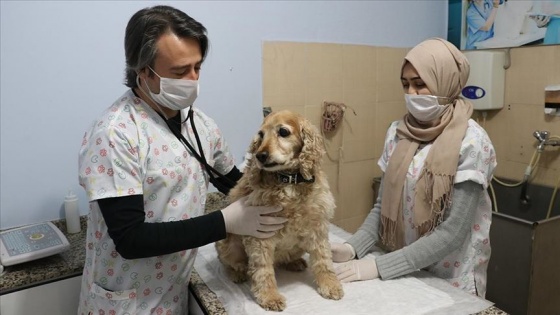 Sahipsiz hayvanlara gönüllü olarak şifa dağıtıyorlar