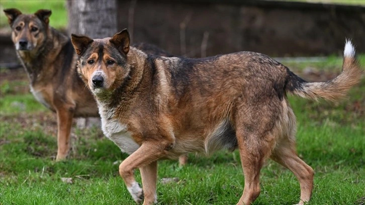 Sahipsiz köpeklerin saldırdığı hemşire canını arabanın önüne atlayarak kurtardı