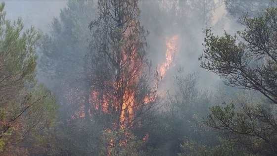 Sakarya'da orman yangını çıktı