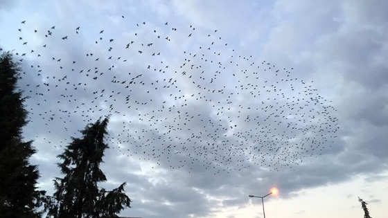 Sakarya'da sığırcık kuşlarının 'dansı'