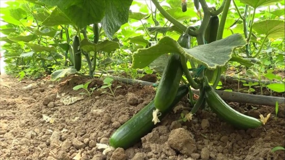 Sakarya Nehri'nin hayat verdiği seralarda son salatalık hasadı