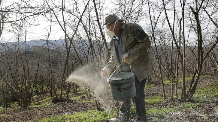 Sakarya'da fındıkta aside karşı 