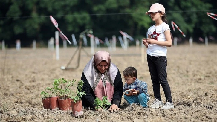 Sakarya'da kara mürver kadın eliyle yetişecek