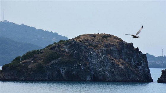 'Sakin şehrin' adası kuşlarıyla ilgi çekiyor