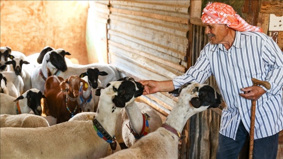 Sakız koyunu yetiştiriciliğine adanmış bir ömür