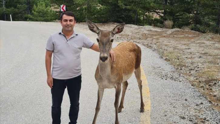 Salda Gölü çevresine salınan kızıl geyikler görüntülendi