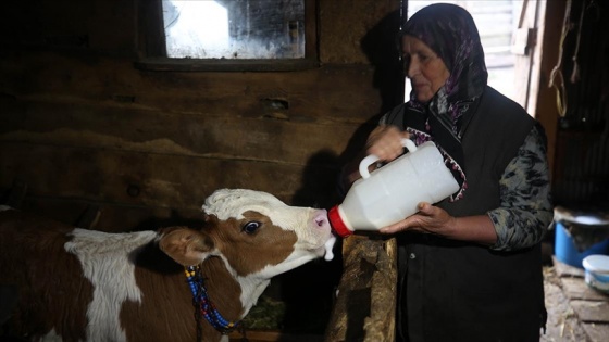 Salgın sürecinde yerleştikleri yaylalarda izole hayatın tadını çıkarıyorlar