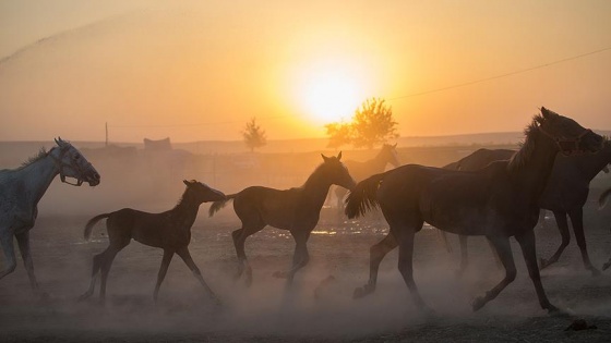 Şampiyon adayı taylar 'çekirdekten' yetiştiriliyor