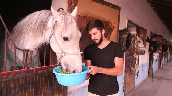 Şampiyon atlara 'ballı muzlu' menü