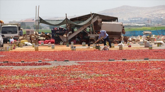 Şanlıurfa'da uzun ve meşakkatli isot mesaisi başladı