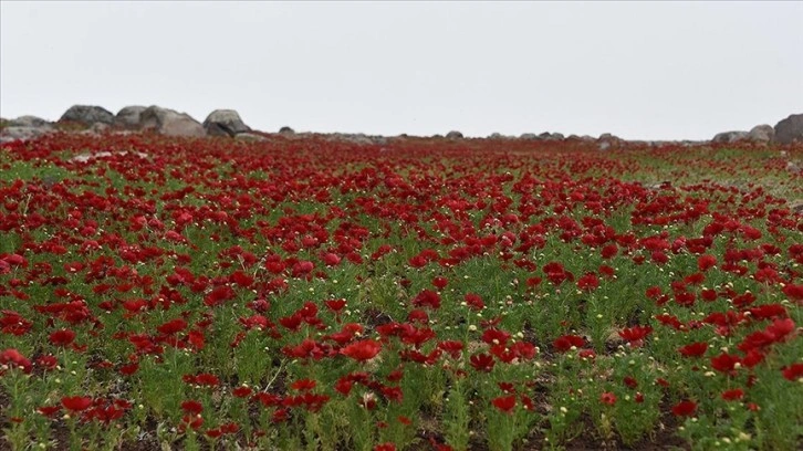 Şanlıurfa'da tarlalar gelinciklerle süslendi