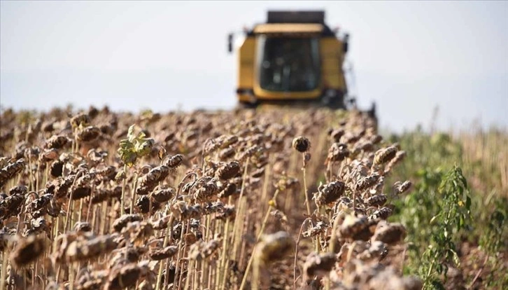 Şanlıurfa'da üretilen sertifikalı ayçiçeği tohumları ihraç ediliyor