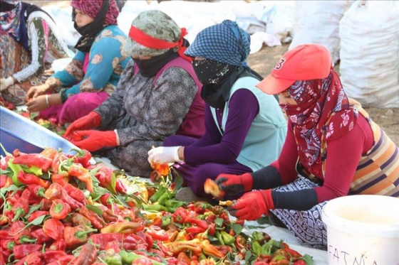 Şanlıurfalı kadınlar ekmeklerini 'acıdan' çıkartıyor