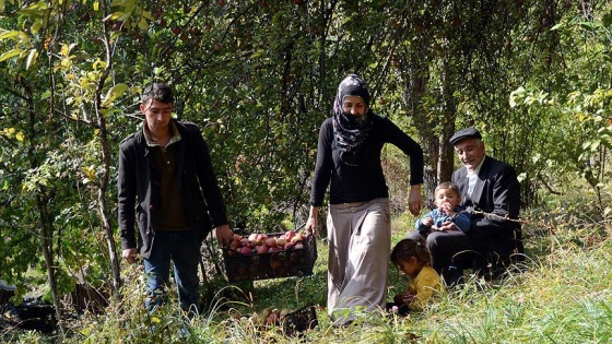 Sarıkamış'ın kırmızı yıldız elması pazar arıyor