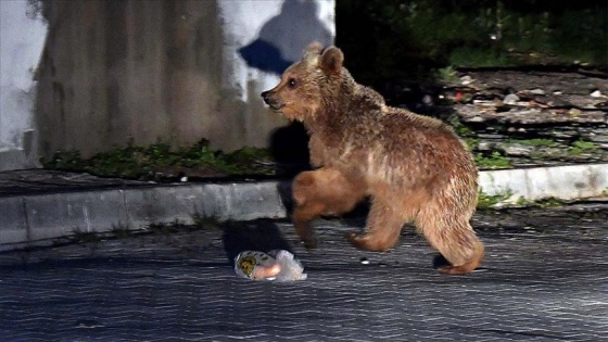 Sarıkamış'ta yavrularıyla gezinen boz ayı gülümsetti