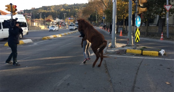 Sarıyer'de başıboş atın vatandaşlara saldırdığı anlar kamerada