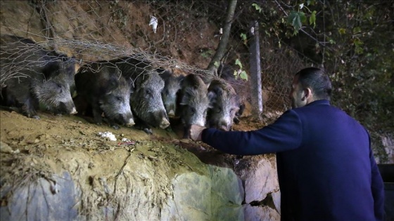 Sarıyerli vatandaşlar, mahallelerine inen yaban domuzlarını besliyor