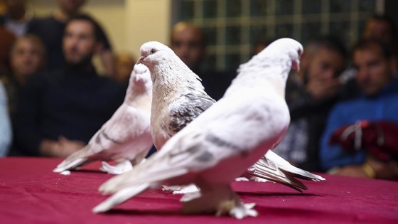 Şebap güvercinleri Ankara'da yarıştı