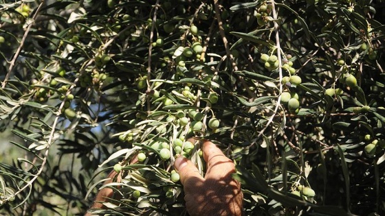 Şehit Kaymakamın dünyaya tanıtmak istediği zeytin dalında satıldı