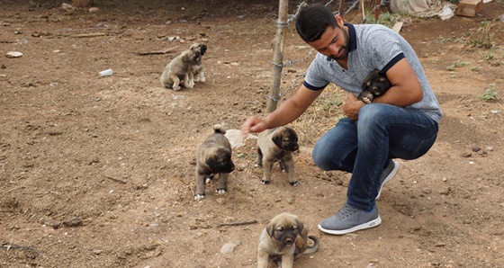 Sel sularına kapılan yavru köpekleri gözünü kırpmadan kurtardı