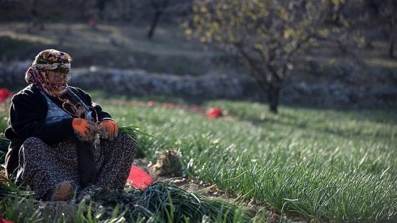 Sel vuran tarlalarda yeşil soğan hasadı