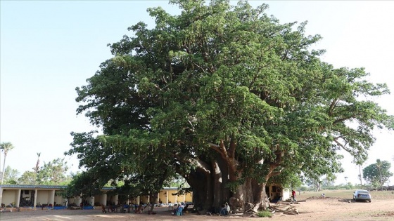 Senegal'de 18 asırlık 'heybetli Baobab' ağacı