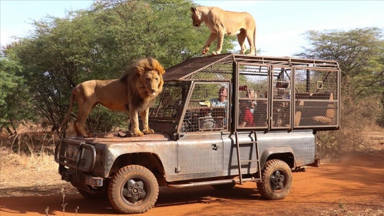 Senegal'deki doğal yaşam parkının ziyaretçileri aslanları yakından görebilmek için 'kafese giriyor