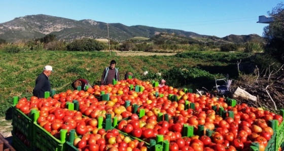 Sera değil tarla domatesi