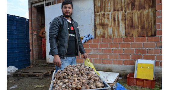 Sezon açıldı günde 5 ton topluyorlar