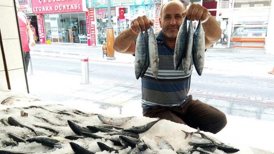 Sezonun ilk palamutları tezgahlardaki yerini aldı