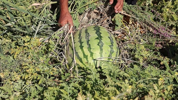 Sıcak havanın "Diyarbakır karpuzu"nu olumsuz etkilemesi bekleniyor