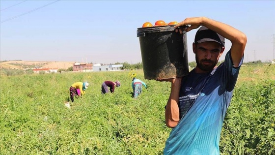 Sıcak havaya aldırmadan ekmek paralarının mücadelesi veriyorlar