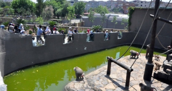 Sıcak havayı görenler hayvanat bahçesine akın etti