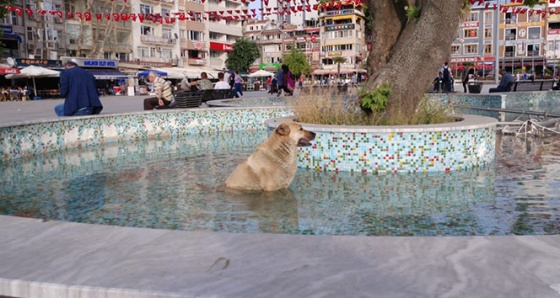 Sıcaktan bunalan köpek süs havuzuna girdi