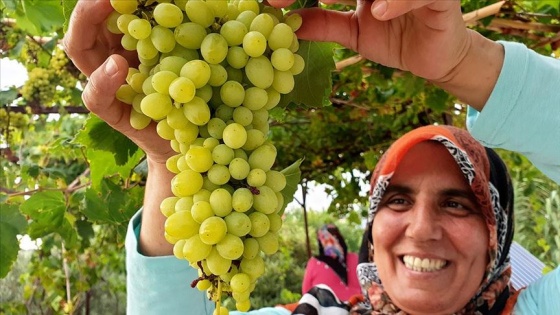 Şifa deposu üzüm pekmezinin sofralara uzanan yolculuğu