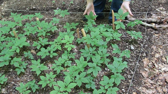 Şifa kaynağı 'ginseng' Türkiye'de yetiştirilecek