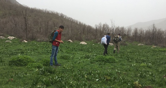 Şifalı ot için kilometrelerce yol yürüyorlar