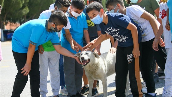 Sığındığı okul yuvası olan 'Cengo' kademeli normalleşme sonrası öğrencilerle buluştu