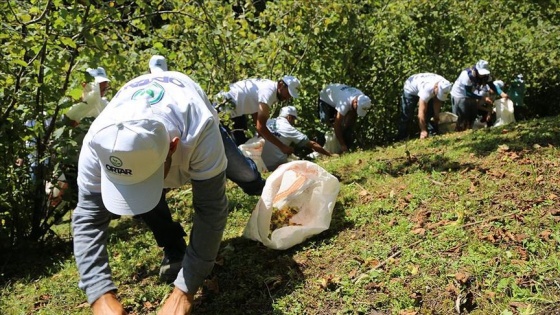 Sigortalı fındık işçileri hasada başladı