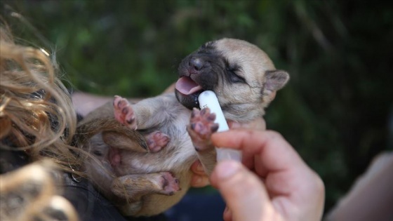 Silahla telef edilen köpeğin 7 yavrusuna sahip çıkıp biberonla besliyor