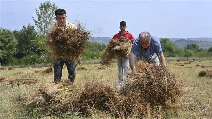 Şile'de çiftçiler, TAKE projesiyle yıllar sonra tekrar keten ekimine başladı