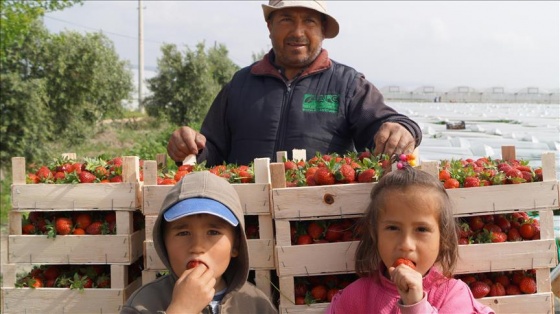 Silifke'den çilek ihracatı başladı