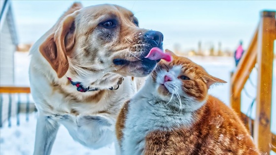 Şıncın, Çin'de kedi köpek etini yasaklayan ilk şehir oldu