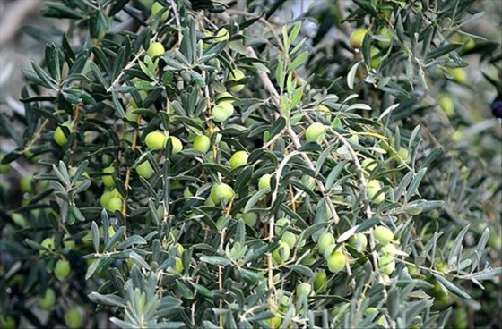 'Sinek' zeytin üreticisini üzdü