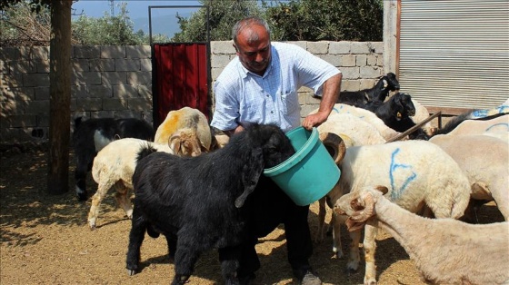 Sınıra güvenlik duvarı besiciyi sevindirdi