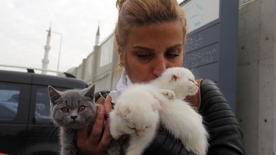 Sınırda yakalanan kediler ihaleyle satıldı