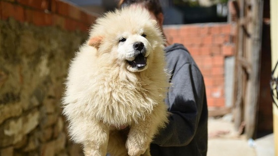 Sınırda yakalanan yavru köpekler açık artırmayla satılacak