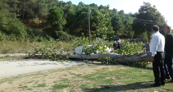 Sinop’ta otomobilin üzerine ağaç devrildi