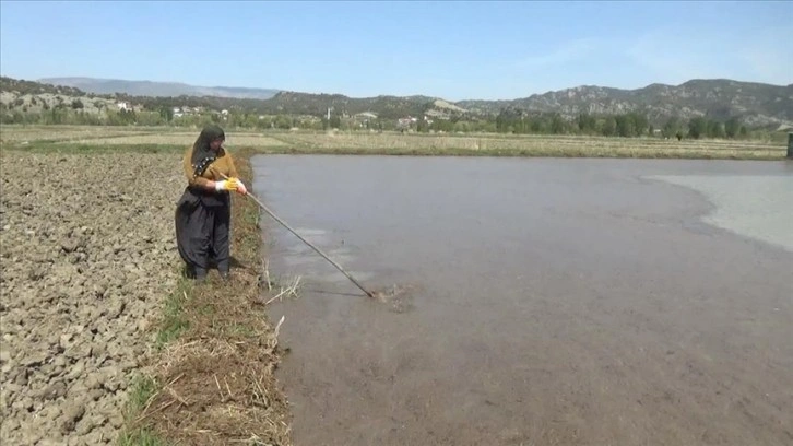 Sinop'ta 19 bin dekar alanda çeltik üretimine başlandı